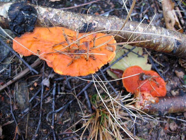 Pycnoporus cinnabarinus